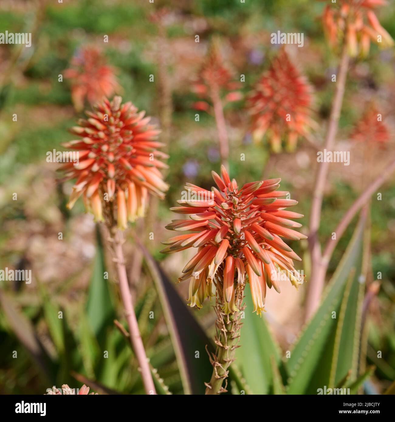 Aloe Arborescens, Known As Aloe Krantz Or Aloe Candelabra. In Huelva Spain. Fresh Aloe Vera Plants In The Garden 53617727 Stock Photo At - Foto 8
