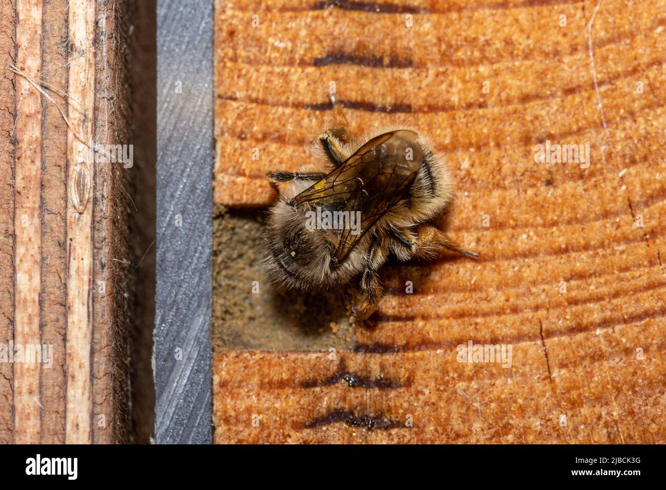 Red mason bee female (Osmia bicornis) sealing her nest hole after laying eggs in a bee hotel, Hampshire, England, UK, during early June Stock Photo