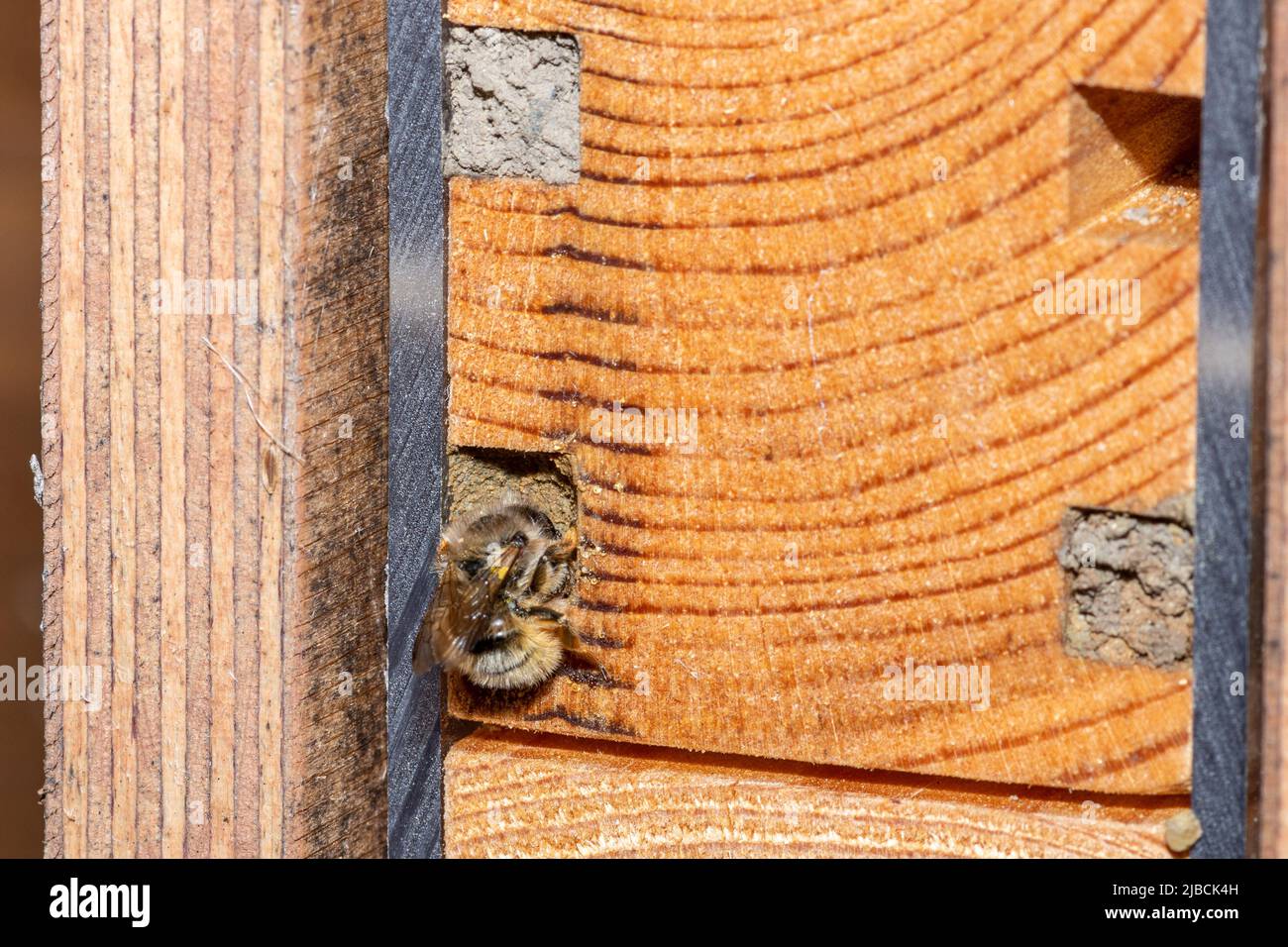 Red mason bee female (Osmia bicornis) sealing her nest hole after laying eggs in a bee hotel, Hampshire, England, UK, during early June Stock Photo