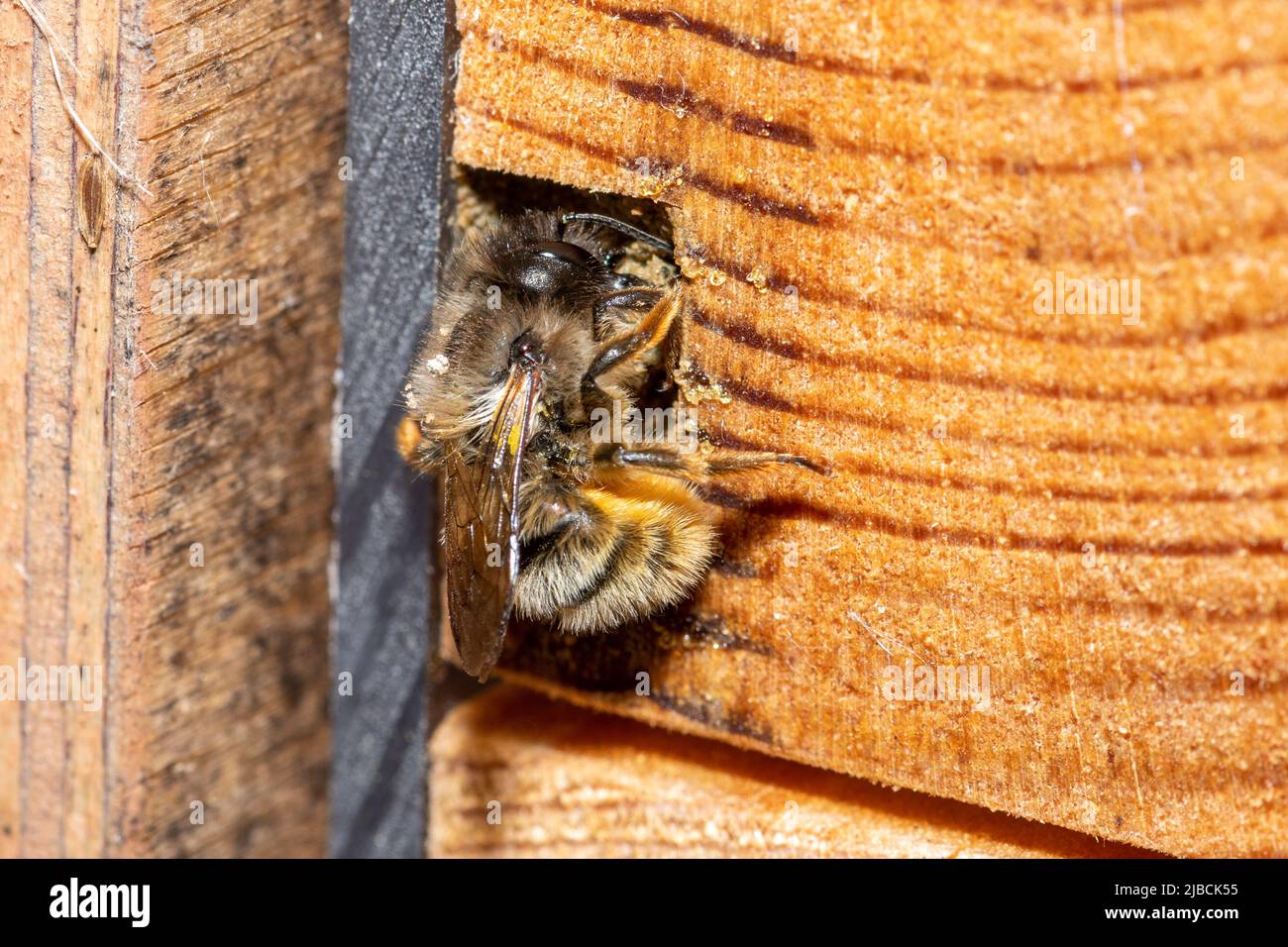 Red mason bee female (Osmia bicornis) sealing her nest hole after laying eggs in a bee hotel, Hampshire, England, UK, during early June Stock Photo