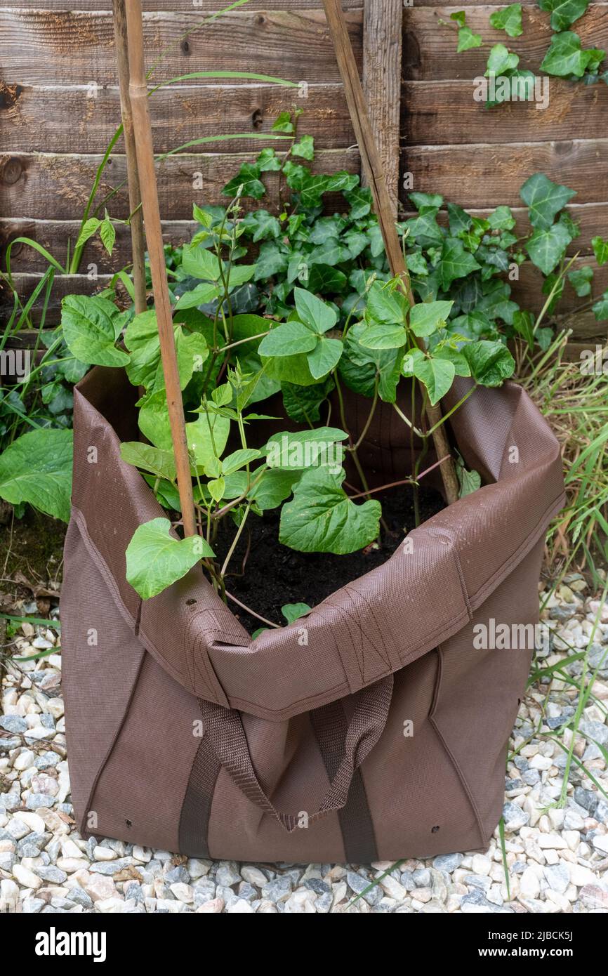 Runner bean plants planted out in compost in a large bag with canes for support, UK Stock Photo