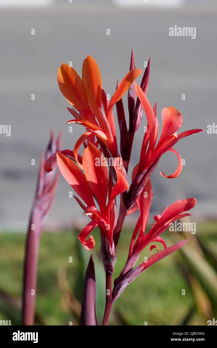 Canna or canna lily is the only genus of flowering plants in the family Cannaceae, Cannas are also used in agriculture as a source of starch for human Stock Photo