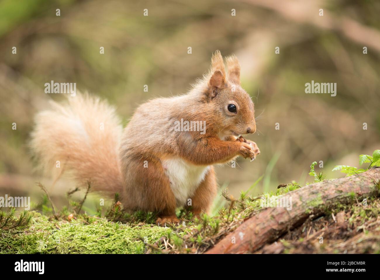 Red squirrel in the Yorkshire Dales Stock Photo