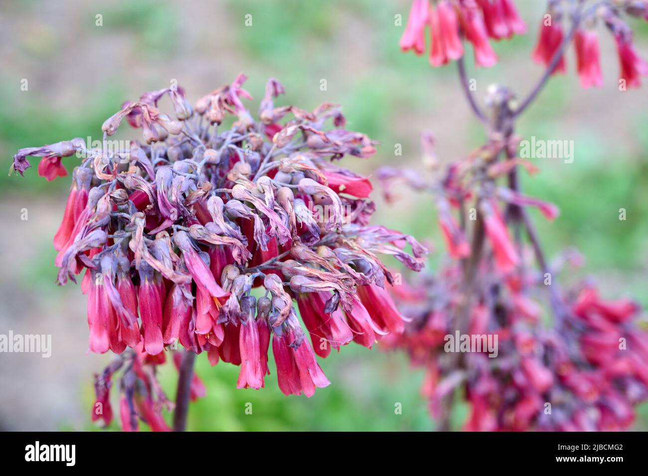 Pale pinkish red tubular drooping flowers of a Cape Fushia, Phygelius capensis, bush. Close-up. Stock Photo