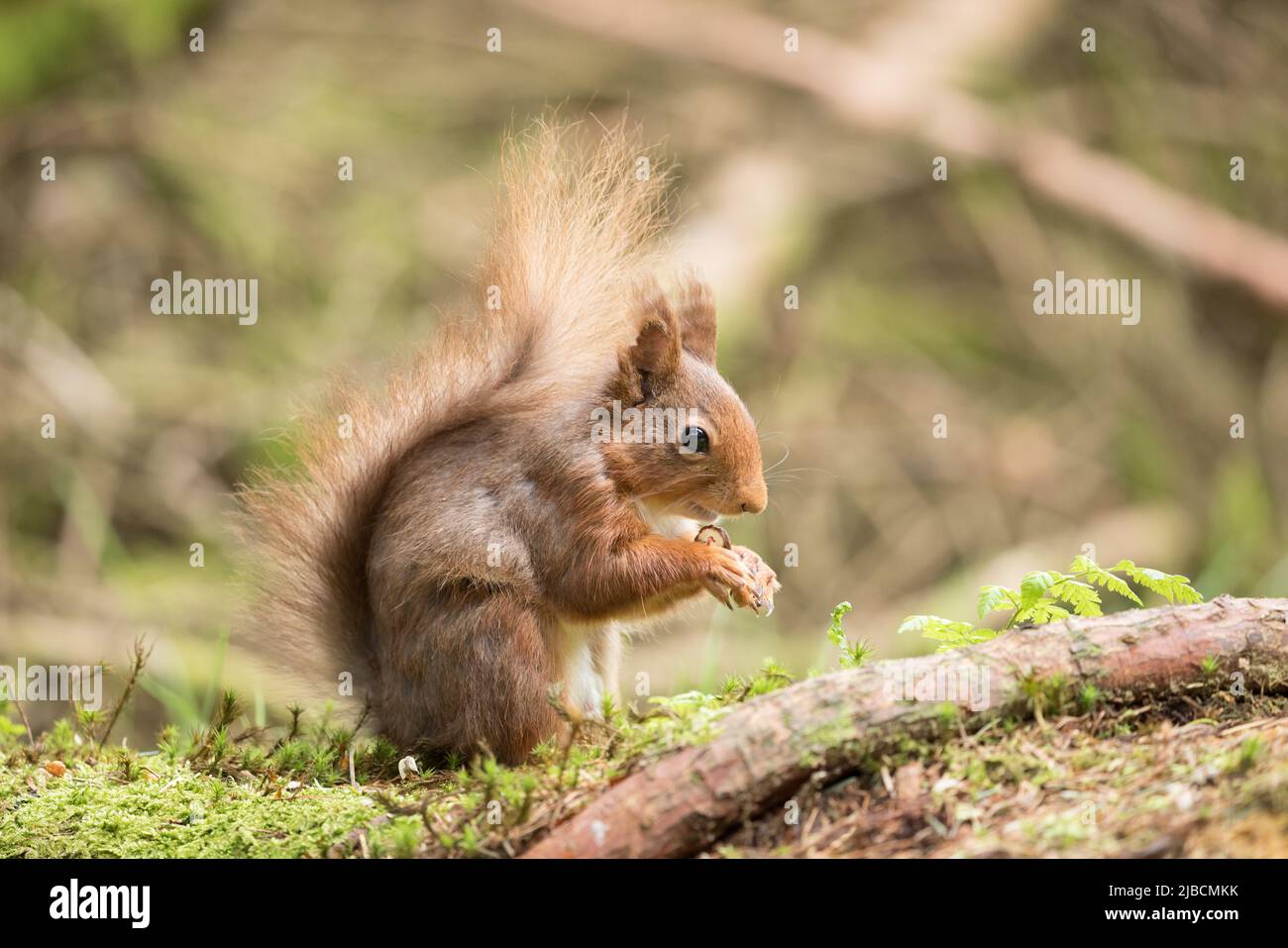 Red squirrel in the Yorkshire Dales Stock Photo