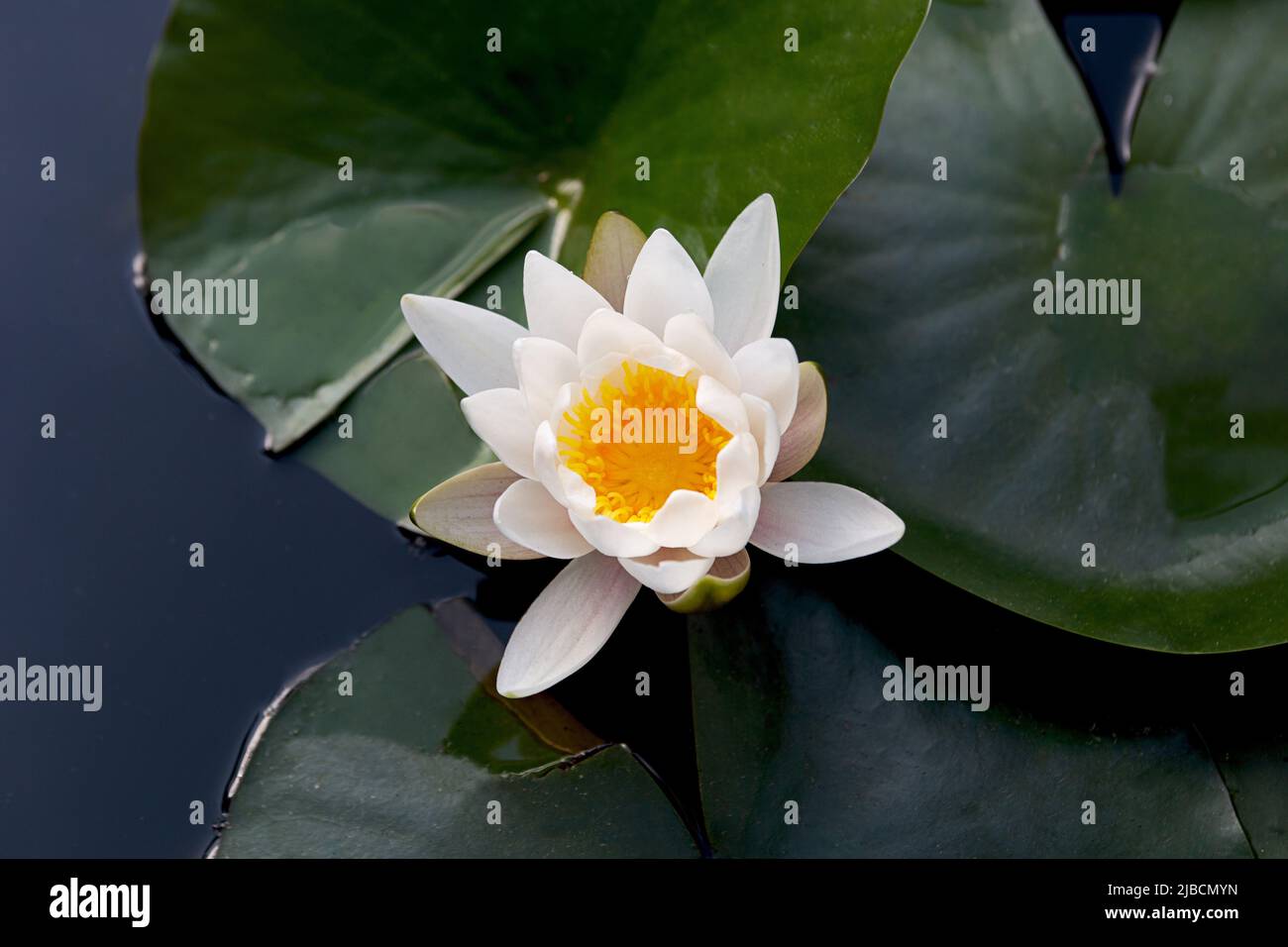 Photography from above of water lily in the water Stock Photo - Alamy