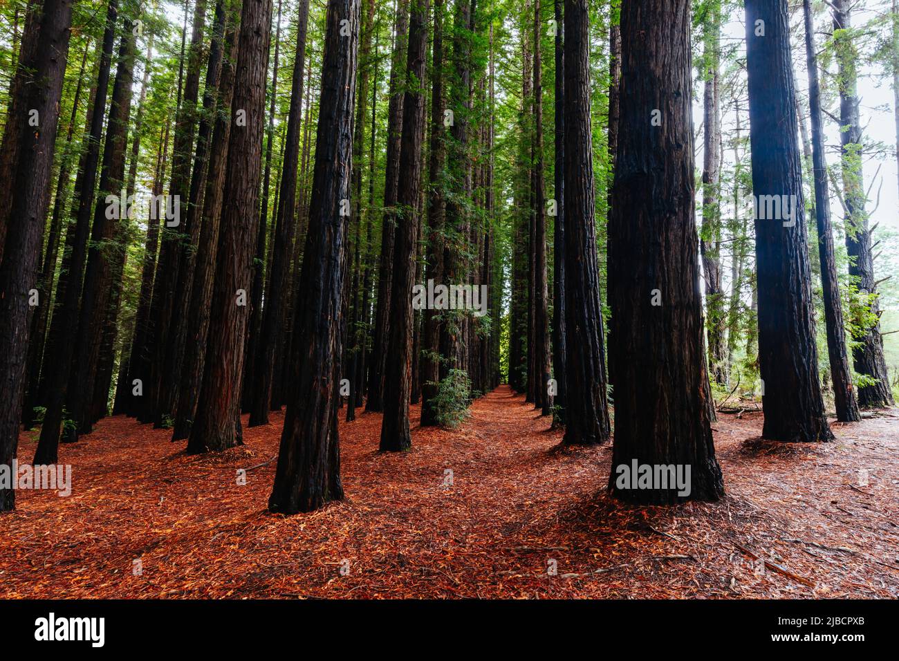 Cement Creek Redwood Forest Hi-res Stock Photography And Images - Alamy