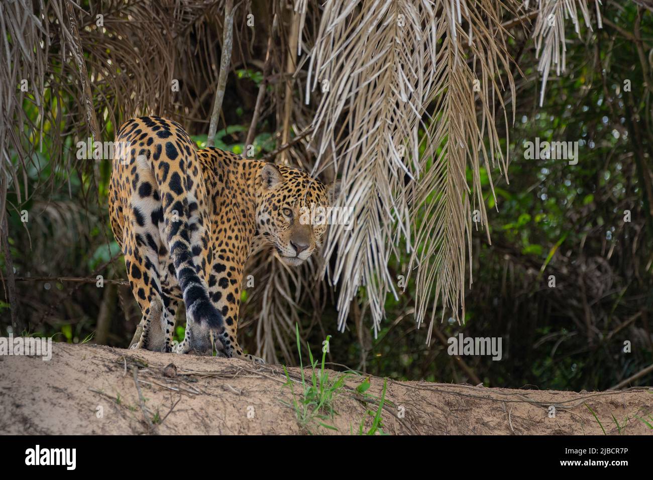 Jaguar (Panthera onca) on riverbank looking backward at camera Stock Photo
