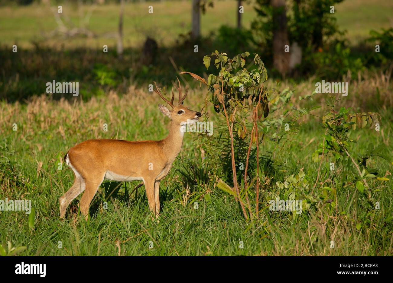 Pampas Deer (Ozotoceros bezoarticus Stock Photo Alamy