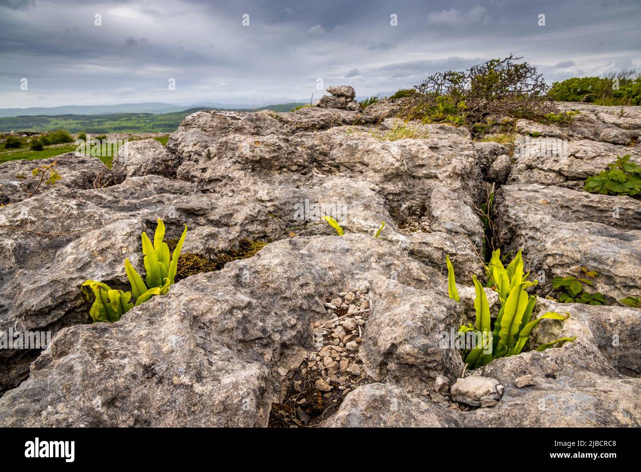 Hart’s Tongue ferns growing in the Limestone Pavement of Hampsfell, Lake District Peninsulas, England Stock Photo