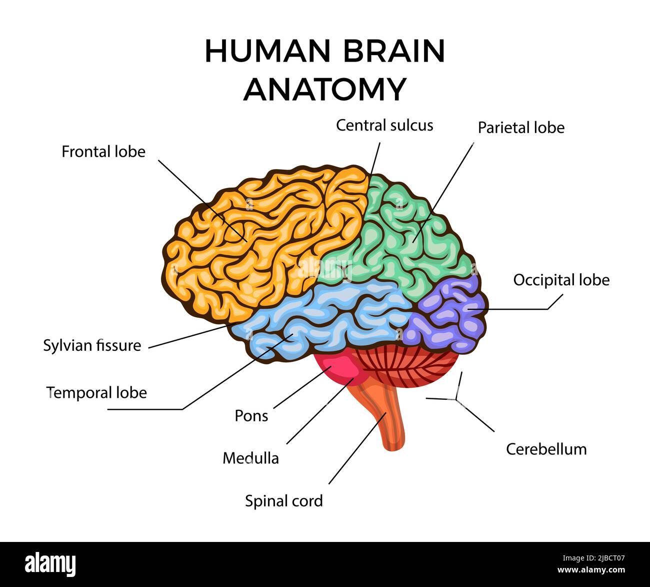 Human brain anatomy infographics diagram with sections and text description flat vector illustration Stock Vector