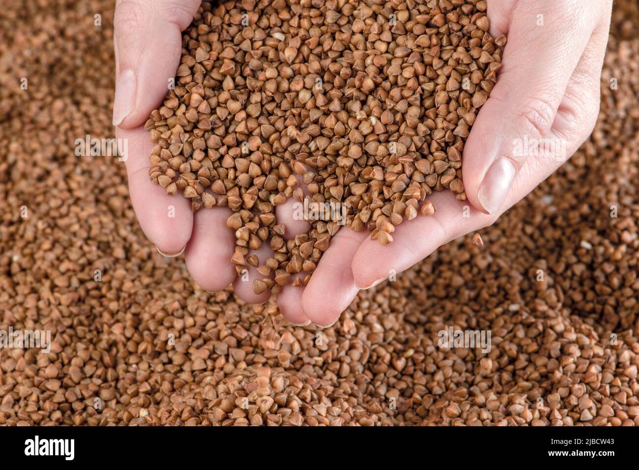 Buckwheat background, texture of buckwheat groats. Roasted buckwheat in