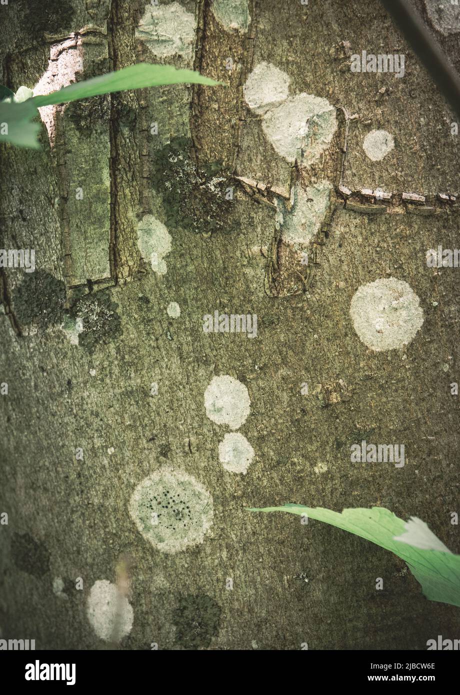 White spots on a tree bark, abstract Stock Photo Alamy