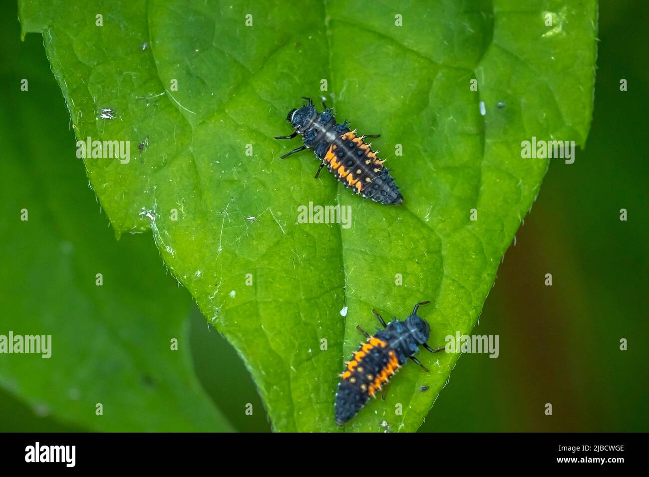 Ladybug insect larva or pupa Coccinellidae closeup. Pupal stage feeding ...