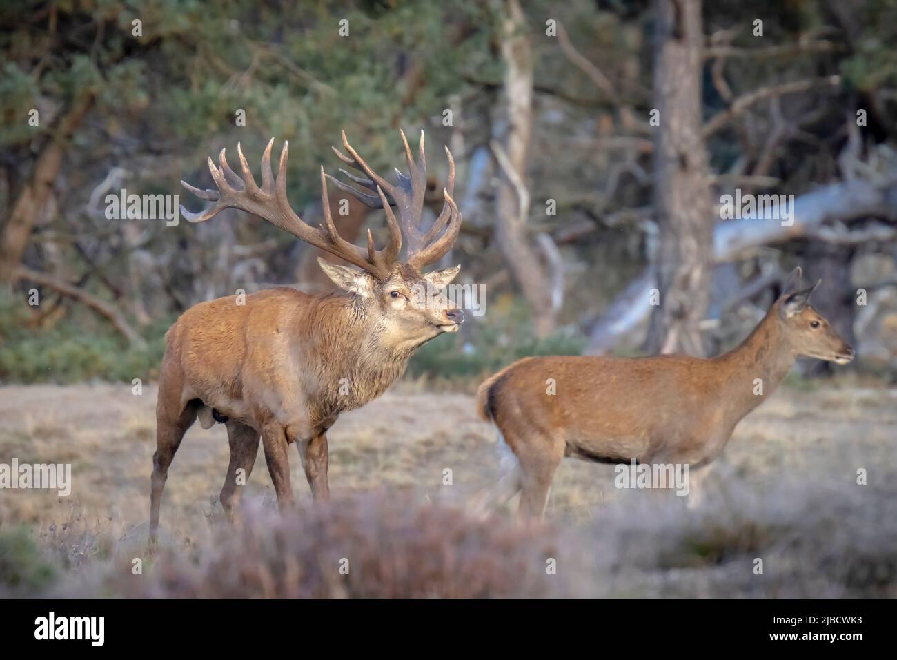 Red deer male, cervus elaphus, rutting during mating season on a field ...