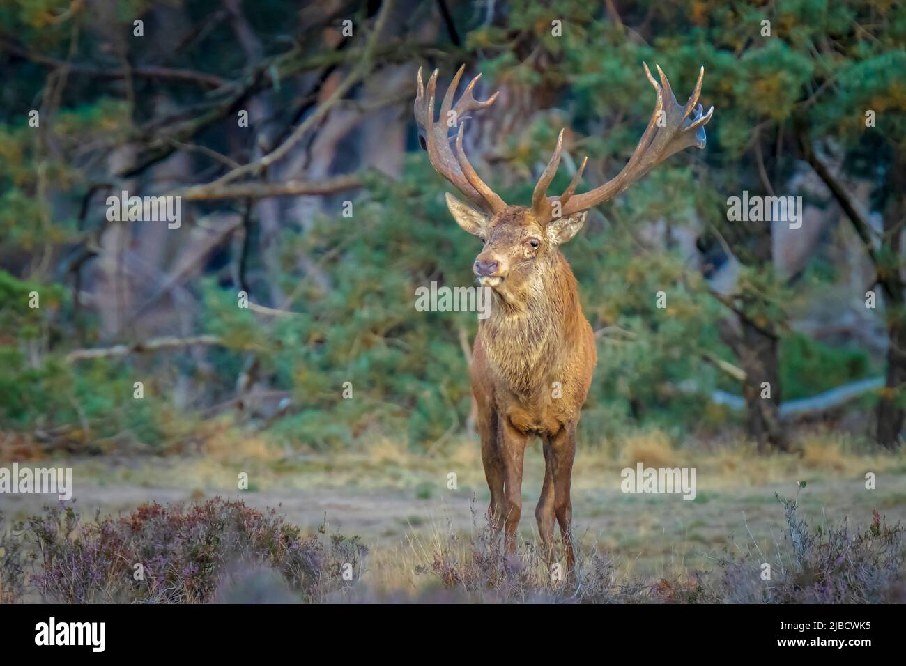 Red deer male, cervus elaphus, rutting during mating season on a field ...
