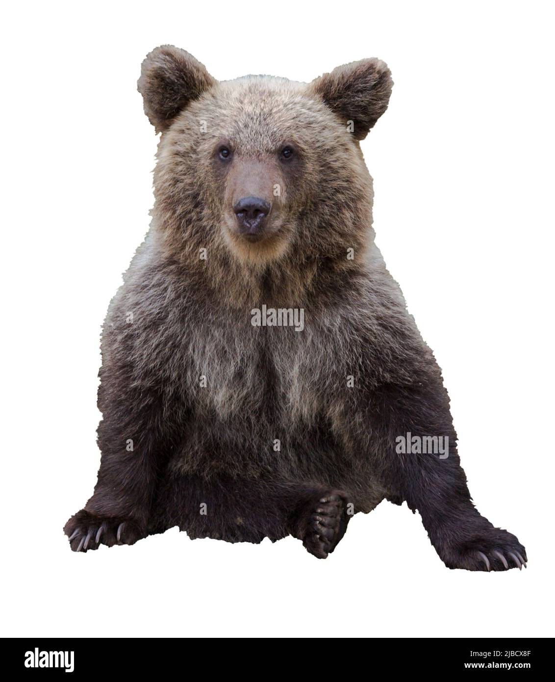 Brown young isolated bear on white background Stock Photo