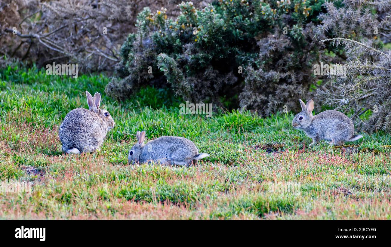Some cute rabbits Stock Photo