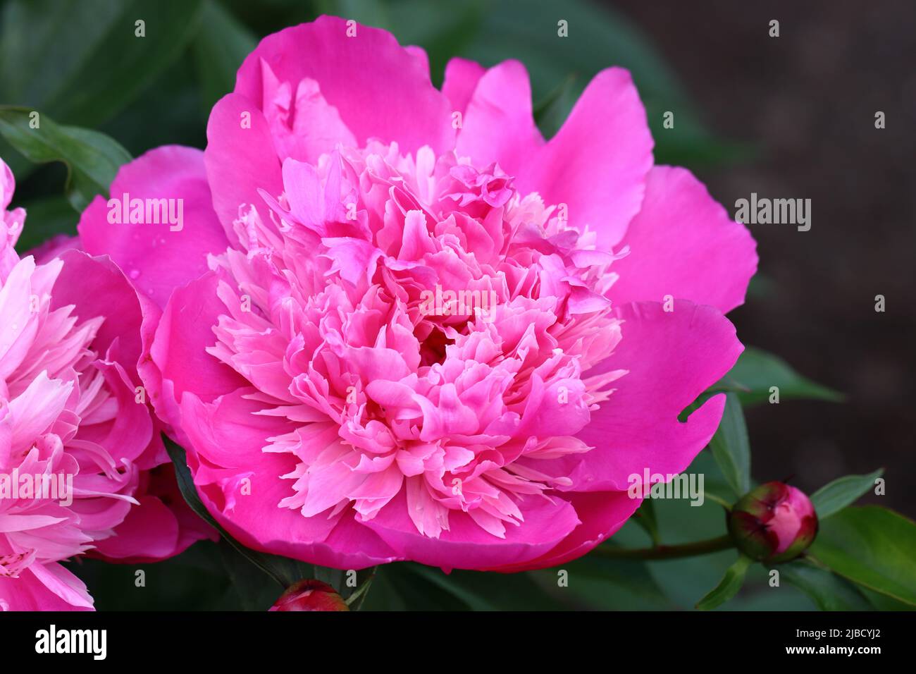 close-up of a beautiful fully blooming pink peony against a natural ...