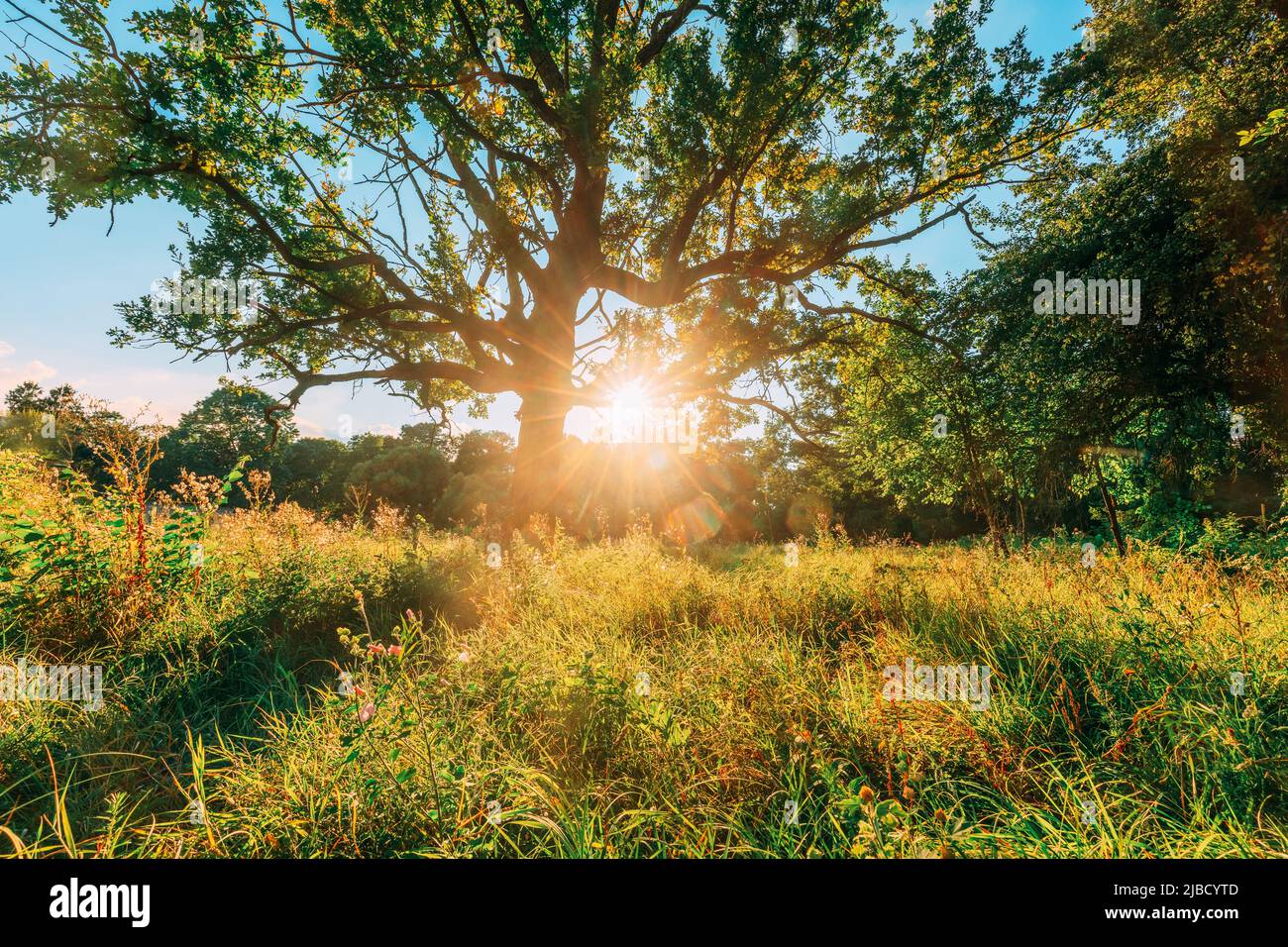 Old wood oak tree in Summer sunny day. Sunlight Sunshine Through Oak Forest Tree. Sunny Nature Wood Sunlight. green greenery lush branches Stock Photo