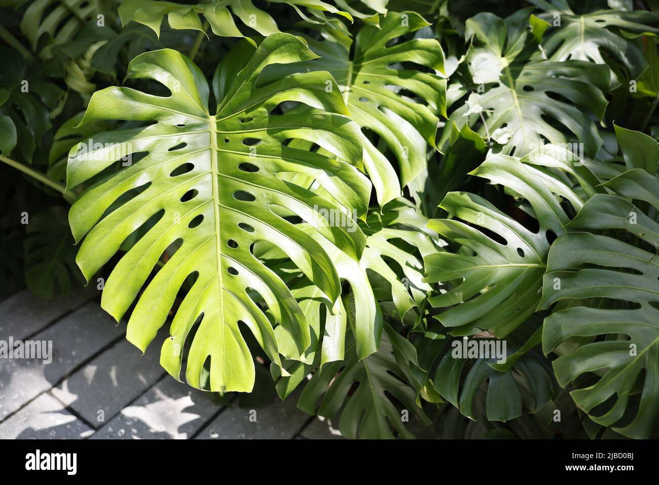 monstera deliciosa mexico Monstera, Deliciosa 6"