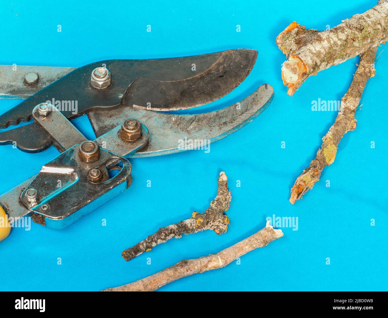 pruning shears with cut tree branches. Pruning concept Stock Photo Alamy