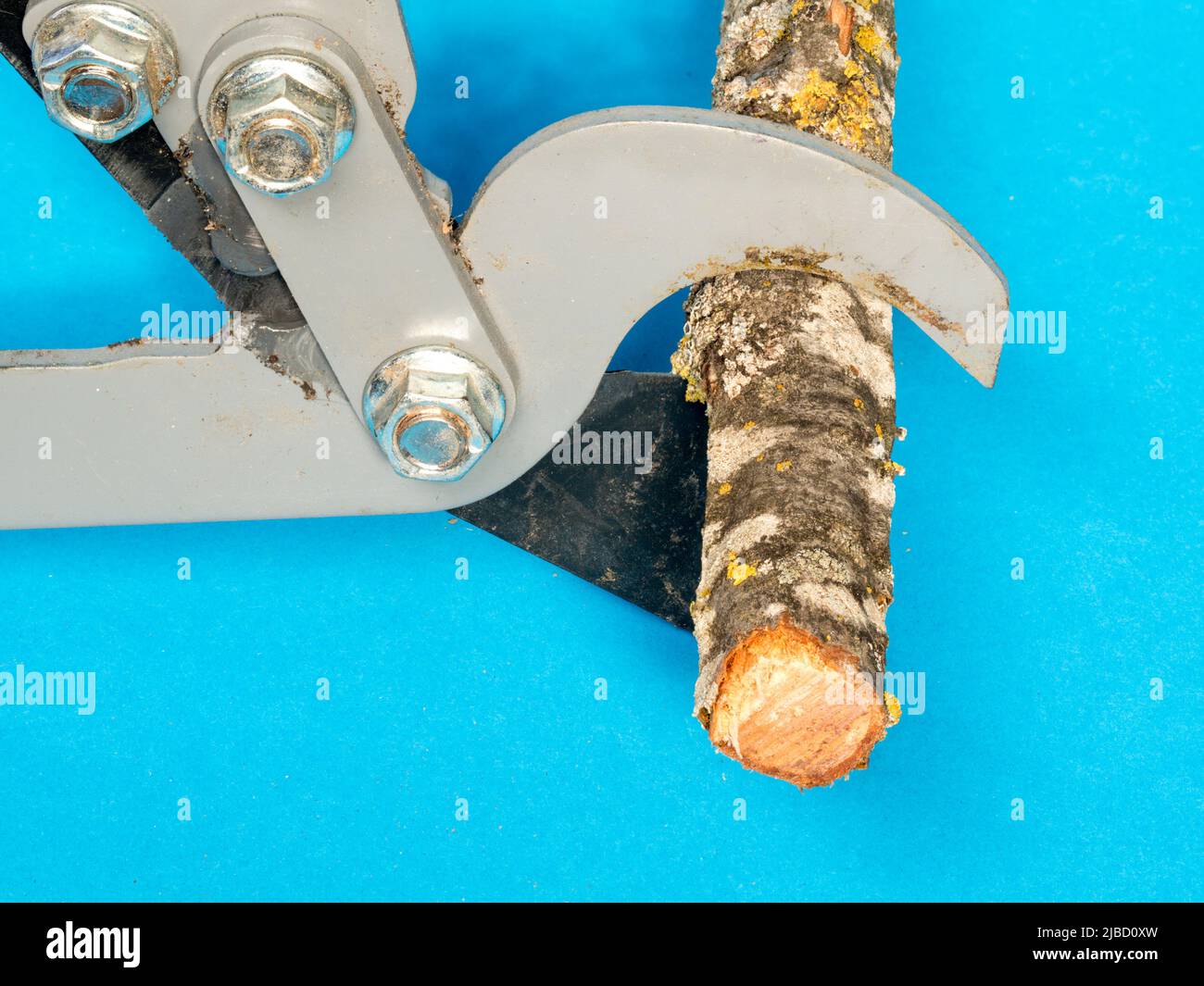 pruning shears with cut tree branches. Pruning concept Stock Photo Alamy