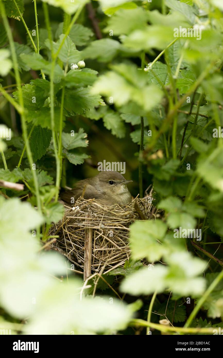 Garden warbler Sylvia borin, adult sitting in nest, Suffolk, England, June Stock Photo