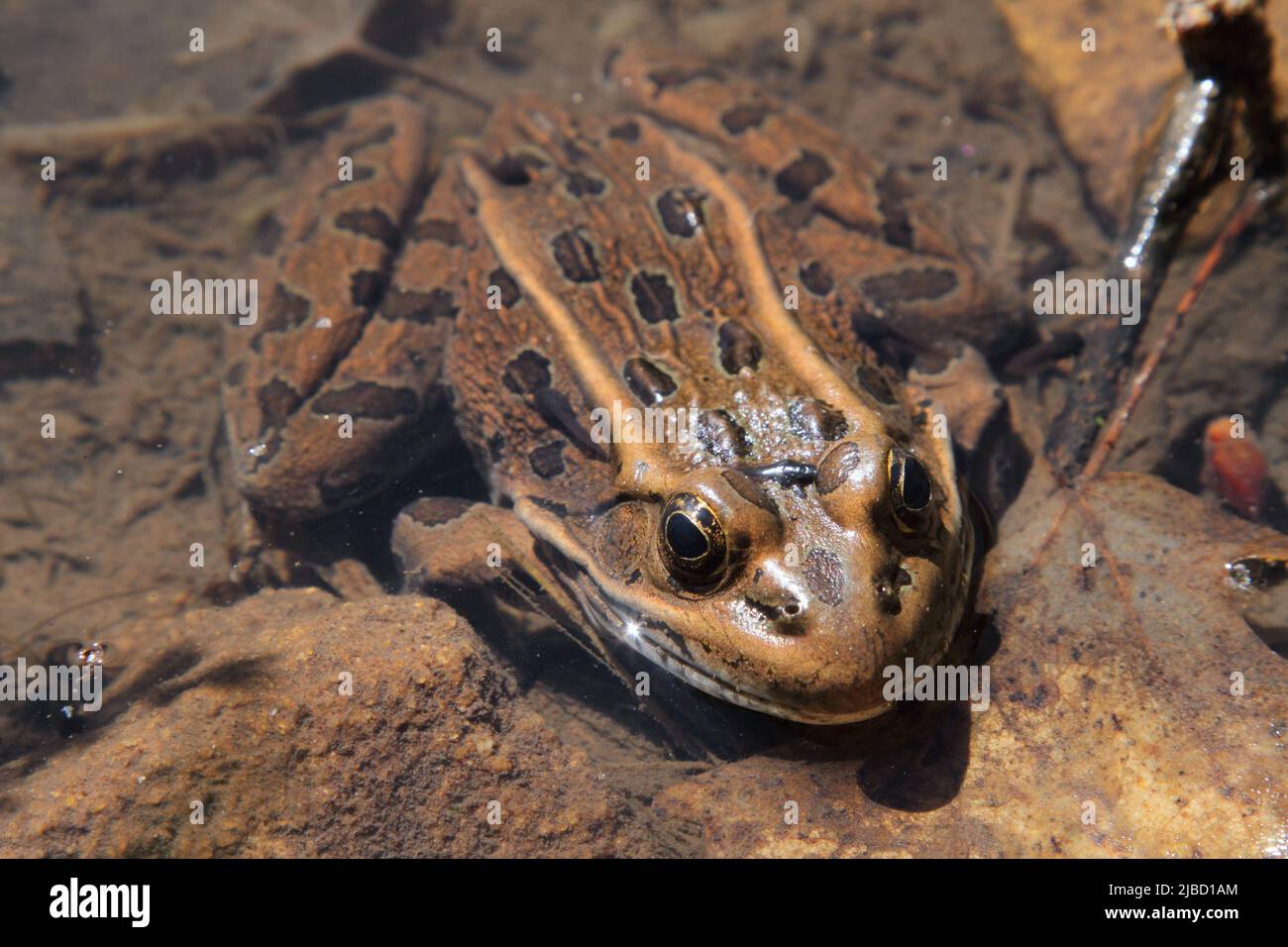 large spotted frog sitting in pond water Stock Photo