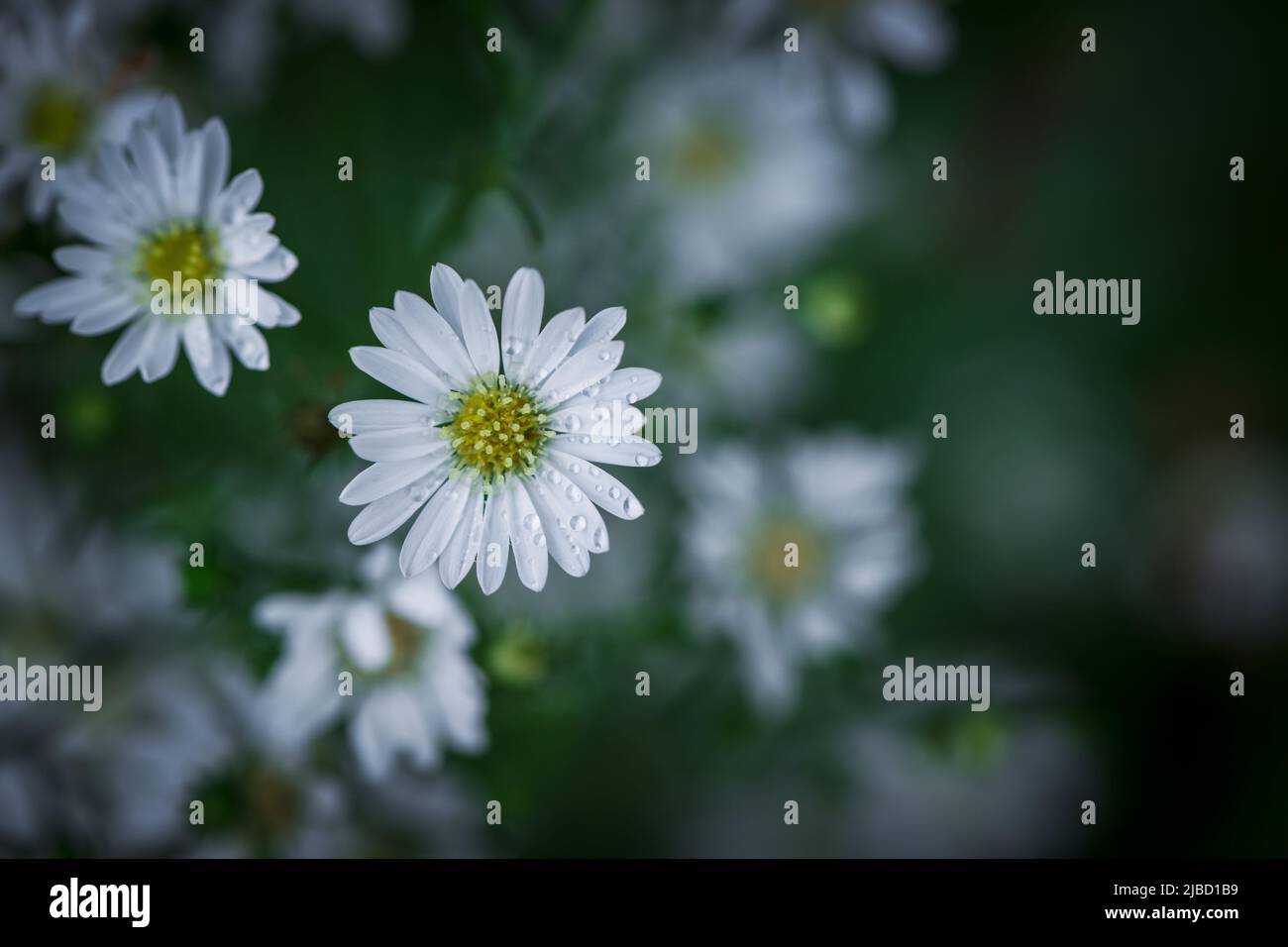 Cute White Cutter flower in garden, flower background concept. Stock Photo