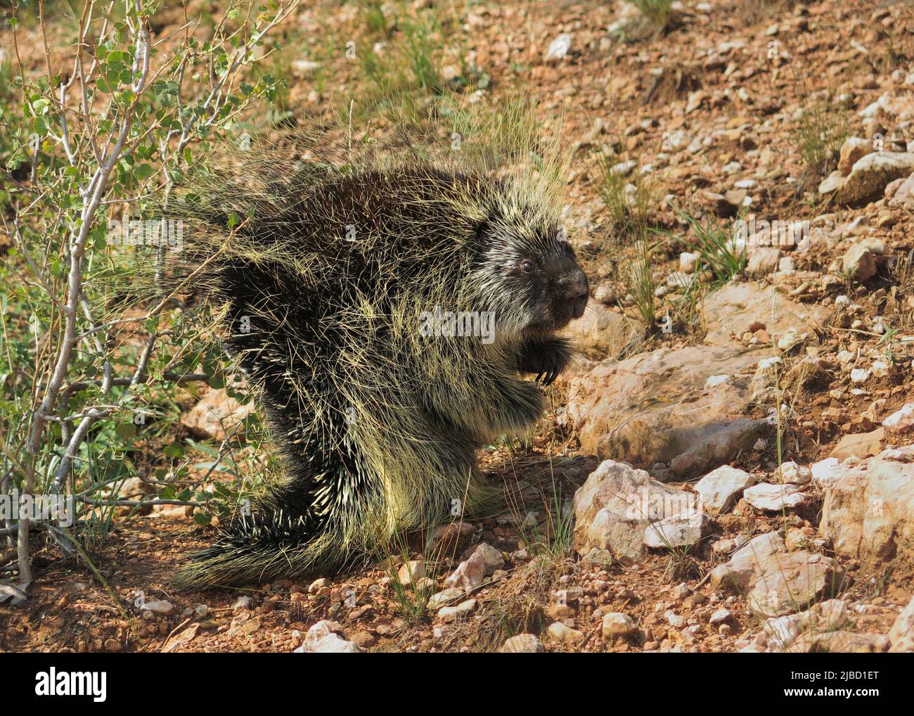 cute adult porcupine standing in the wild Stock Photo