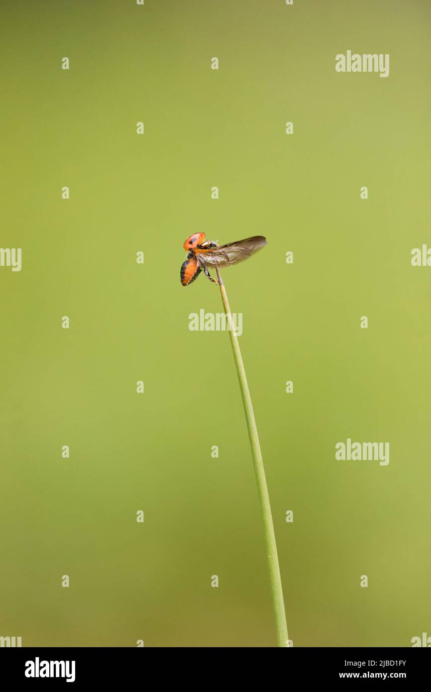 Ladybird about to take off from grass stem, Suffolk, England, May Stock Photo
