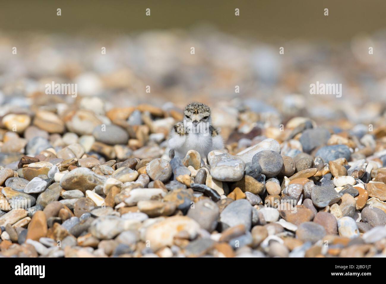 Ringed Plover (Charadrius hiaticula) chick standing on shingle beach ...