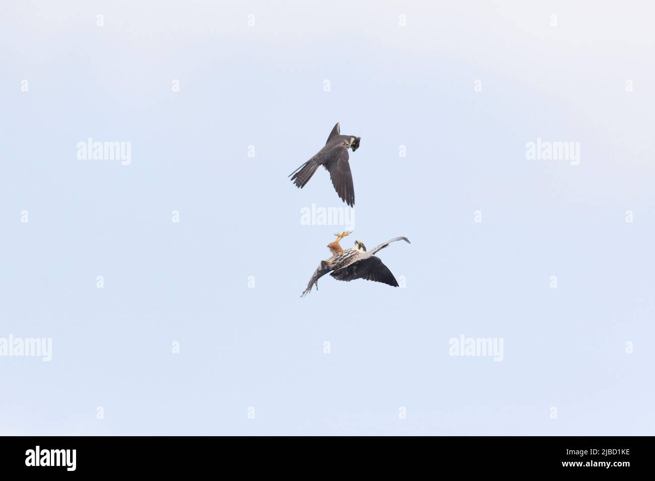 Eurasian Hobby (Falco subbuteo) 2 adults fighting in flight, Suffolk, England, May Stock Photo
