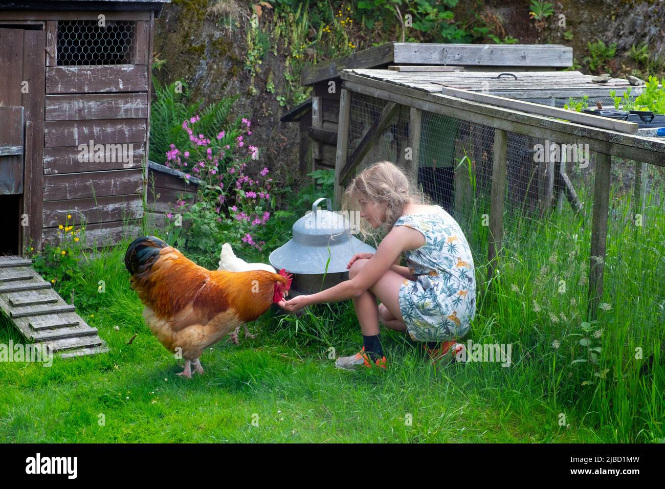 Girl 8  kneeling in country garden outside looking down holding out hand feeding cockerel and white hen in Carmarthenshire Wales UK  KATHY DEWITT Stock Photo