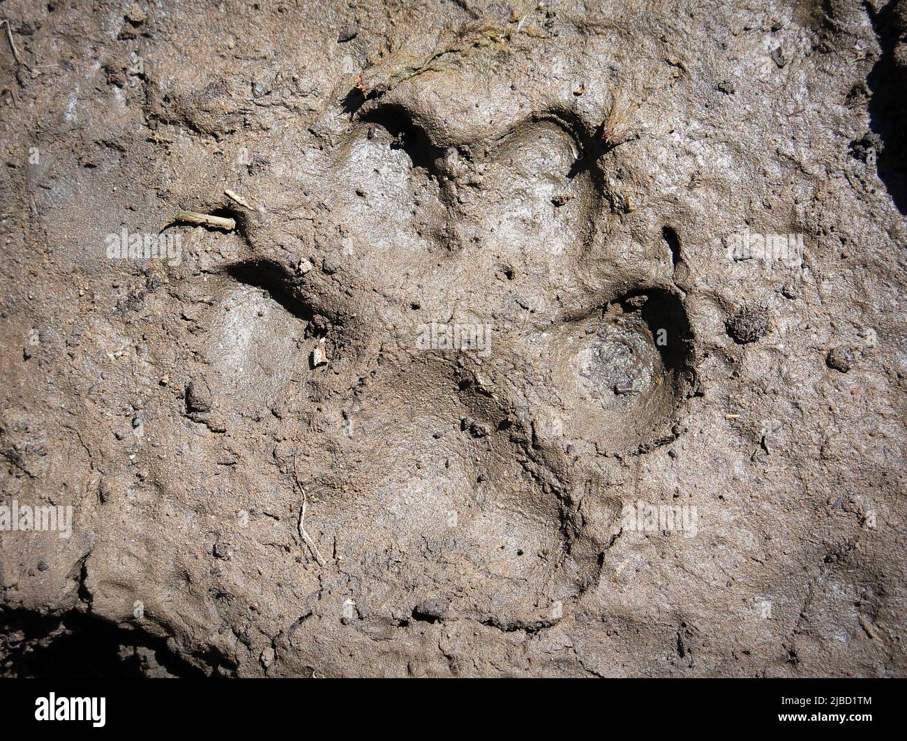 mountain lion cougar foot track in mud Stock Photo