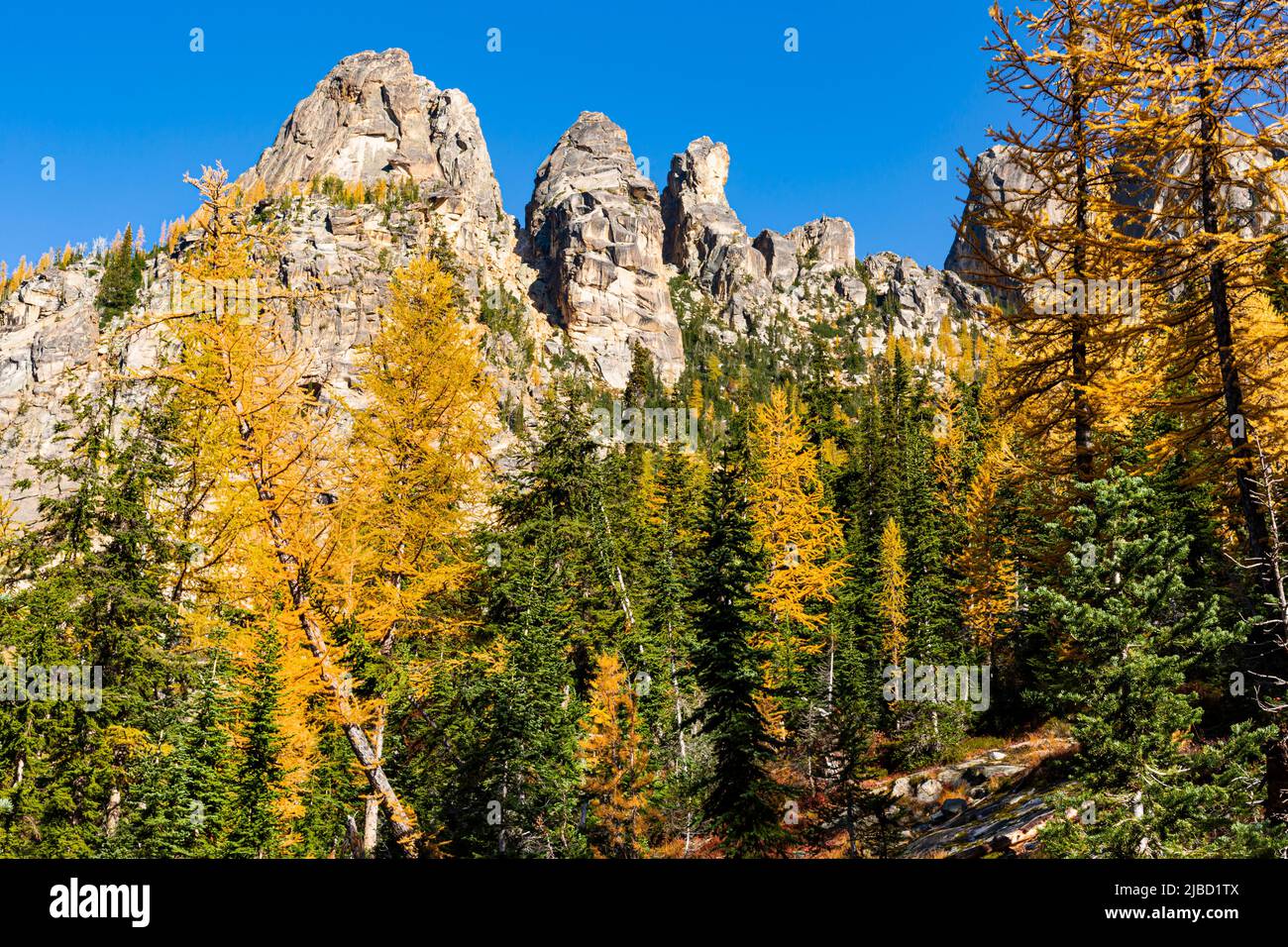 WA21628-00...WASHINGTON - Alpine larch in fall colors brightening the basin below Liberty Bell Mountain and the Early Winter Spires in the Okanogan - Stock Photo