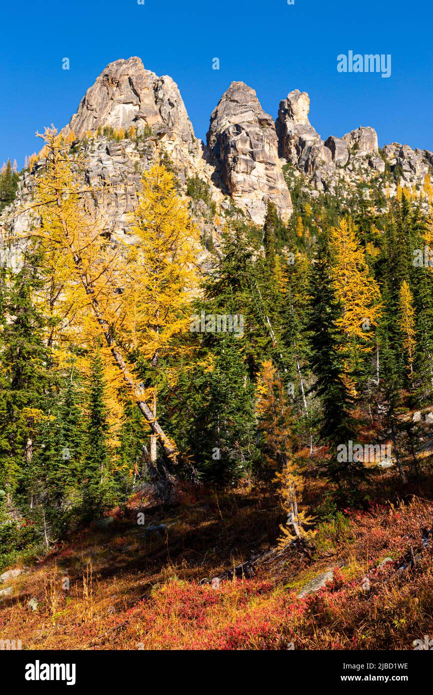 WA21628-00...WASHINGTON - Alpine larch in fall colors brightening the basin below Liberty Bell Mountain and the Early Winter Spires in the Okanogan - Stock Photo