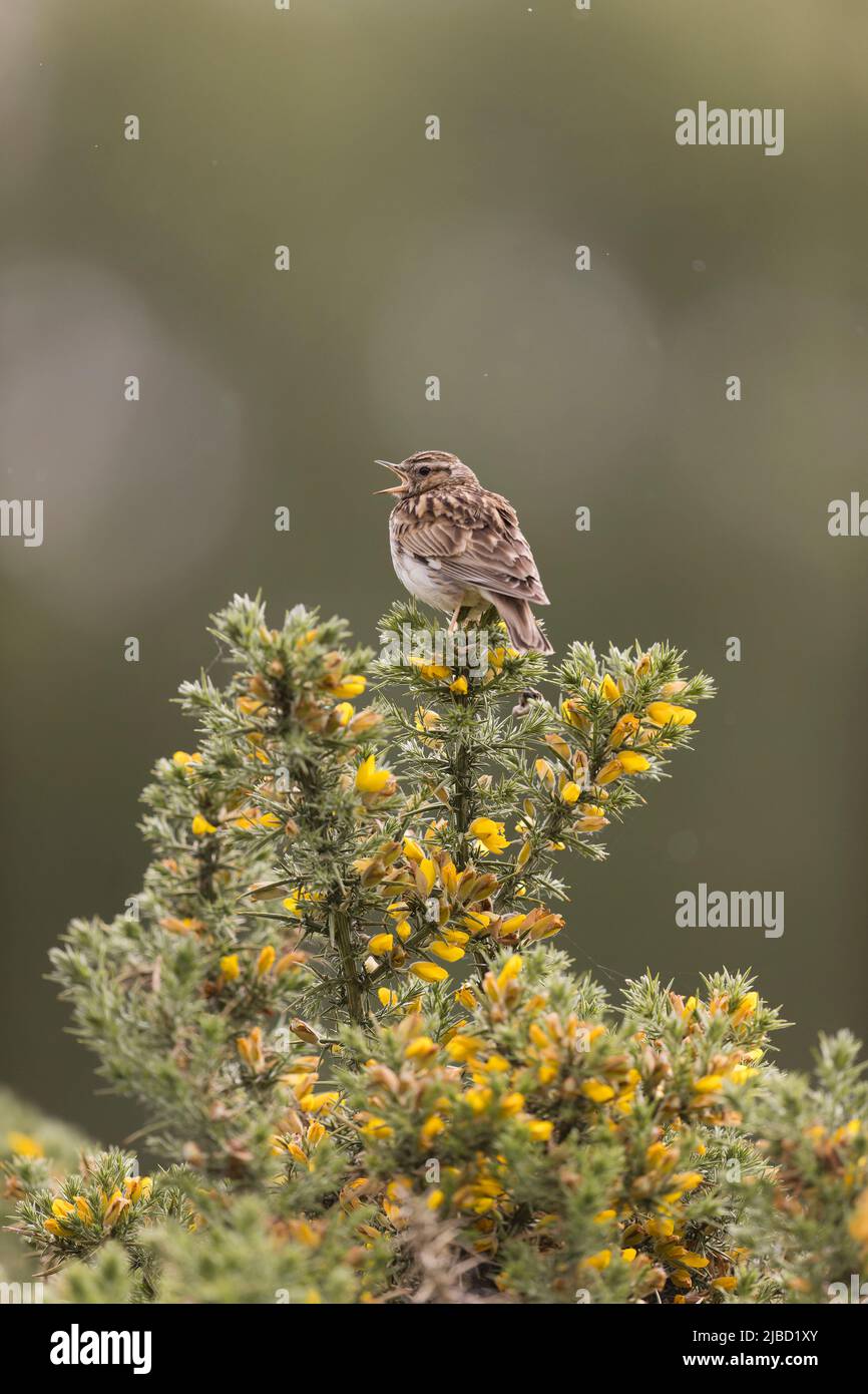 Woodlark (Lullula arborea) adult male perched on gorse, singing, Suffolk, England, May Stock Photo