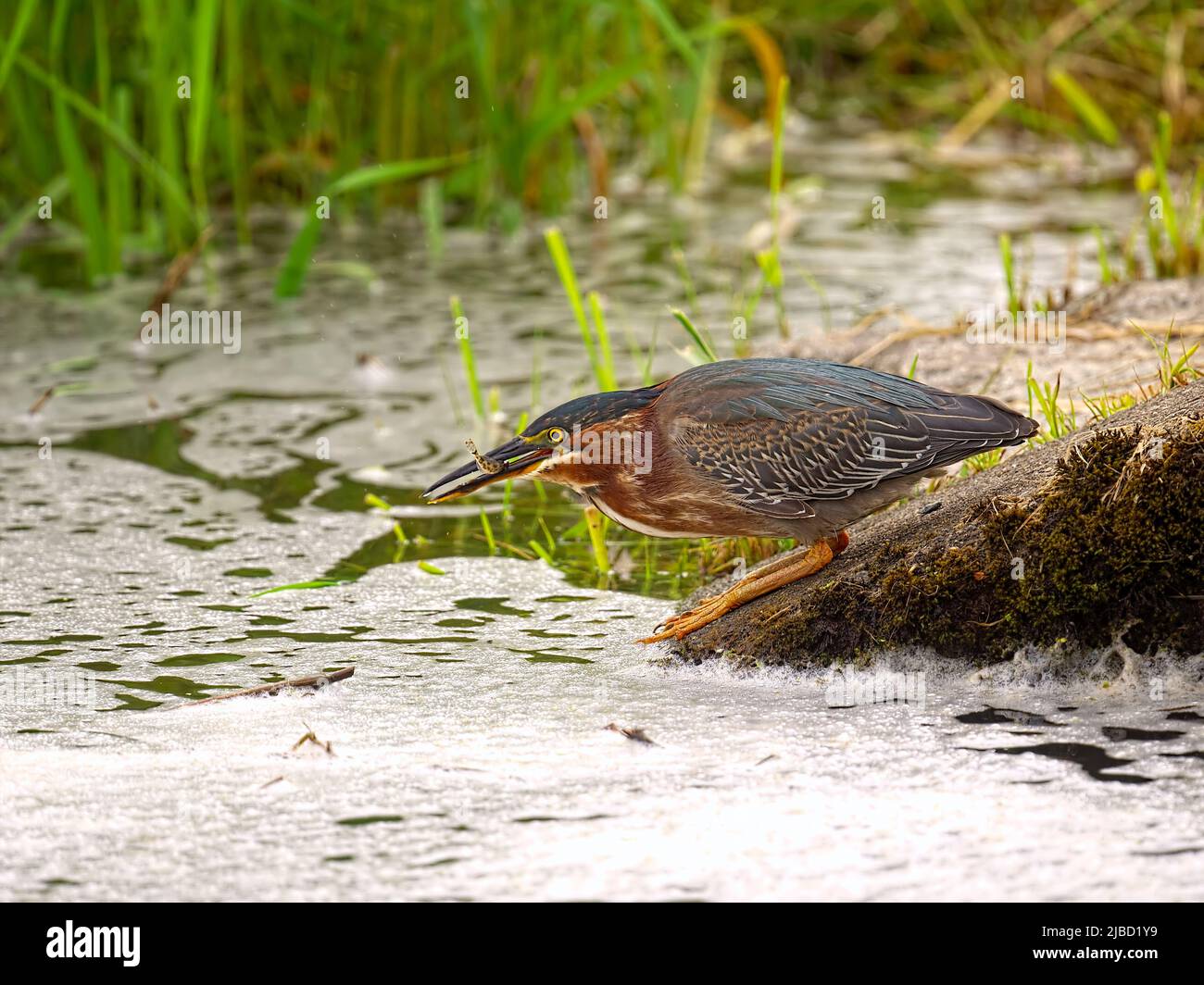 Green Heron adult (Butorides virescent) on shore with a small fish. Stock Photo
