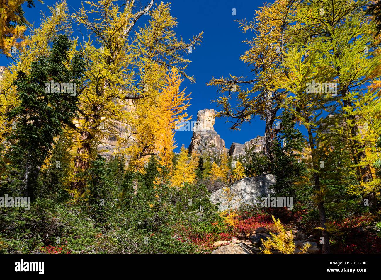 WA21632-00...WASHINGTON - Alpine larch in fall colors below Lexington Tower, one of the Libery Bell Group, in the Okanogan - Wenatchee National Forest Stock Photo