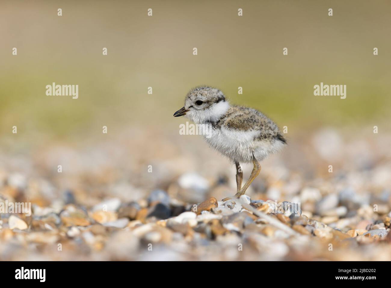 Ringed Plover (Charadrius hiaticula) chick standing on shingle beach ...