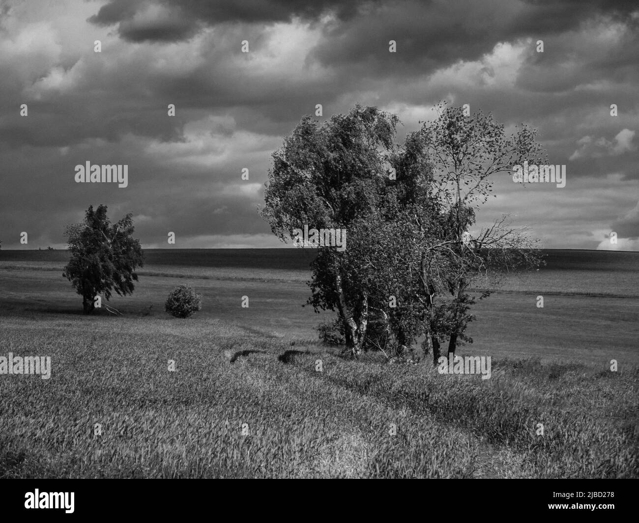 Bohemia Black and White Monochrome Landscape with Field and Trees in Czech Republic near Kasejovice Stock Photo