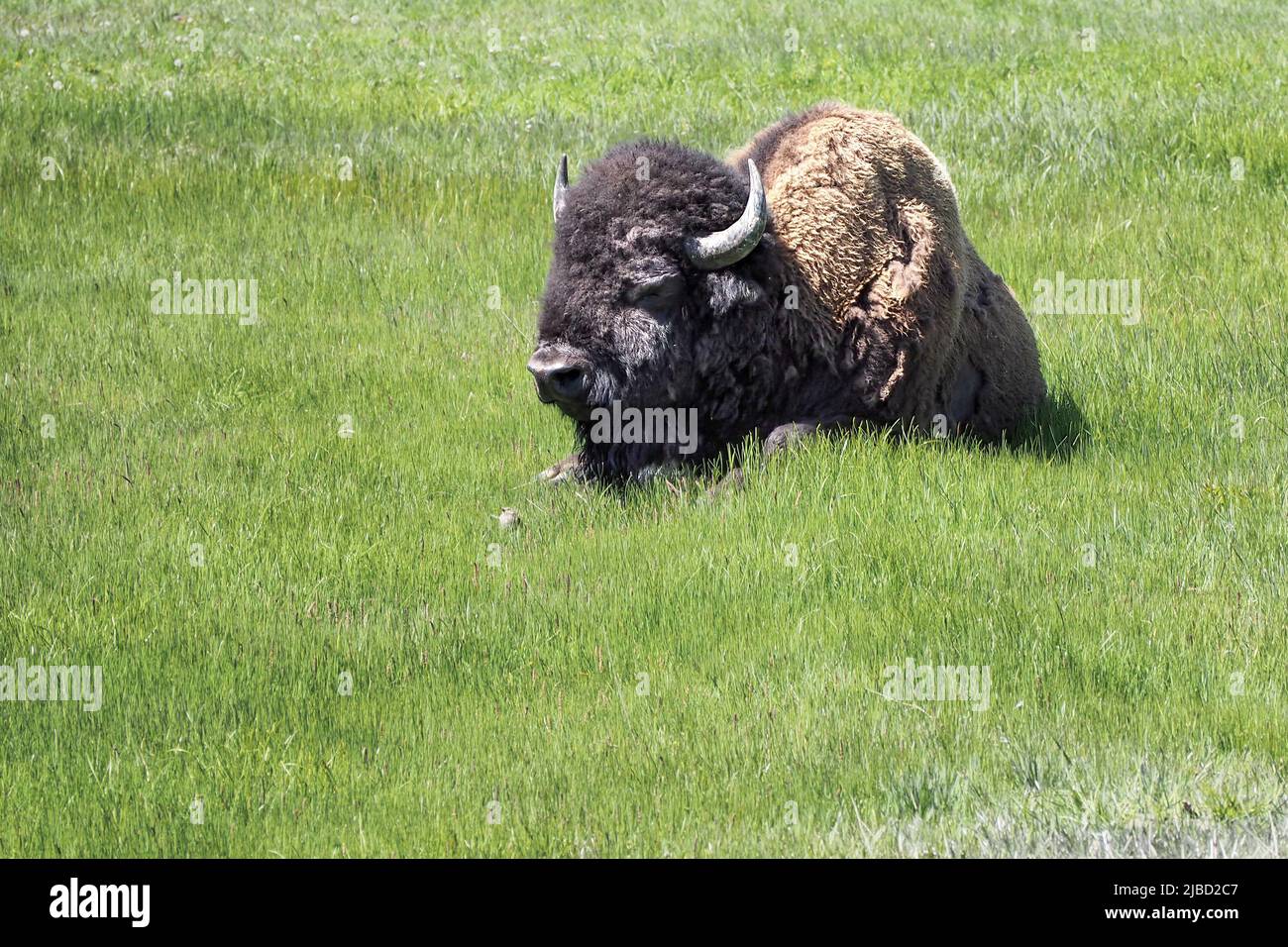 American Bison, bison bison, lying down on the prairie grass in the