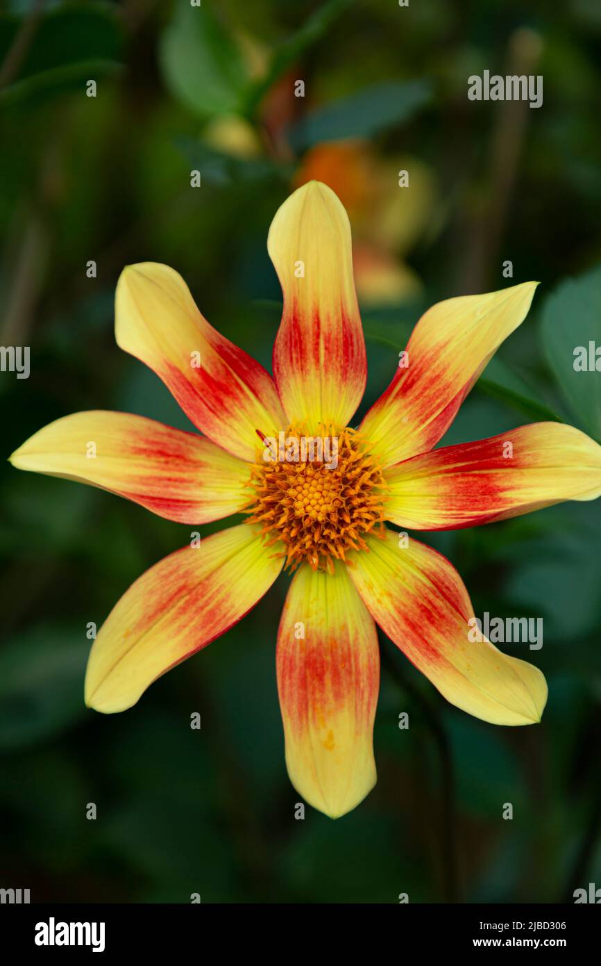 WA21657-00...WASHINGTON - Colorful flower in the Dahlia Display Garden at the Bellevue Botanical Garden. Stock Photo