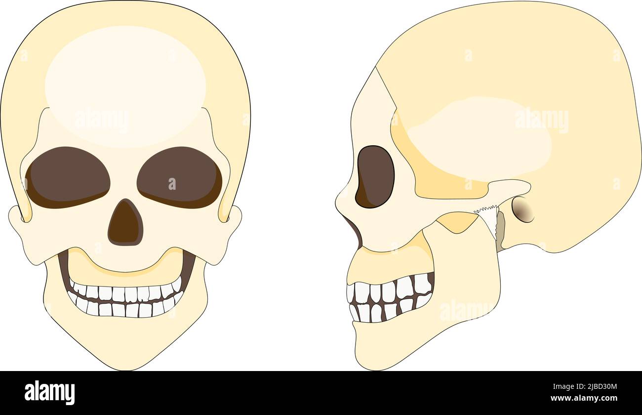 human skull and mandible. front and Side view. vector illustration Stock Vector