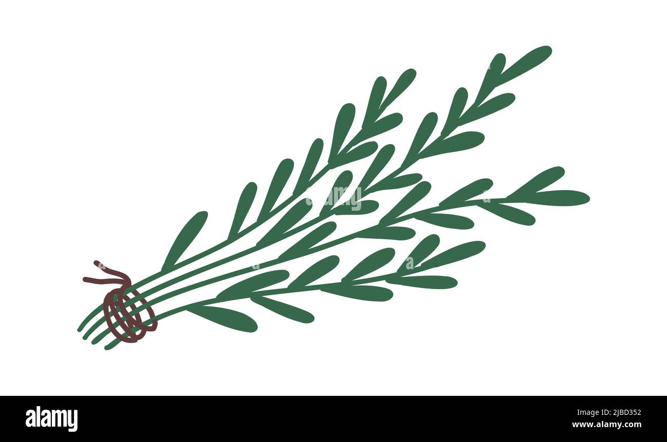 Basil leaves. Sweet art herbs. Vector illustration set. Flat icon Stock Vector