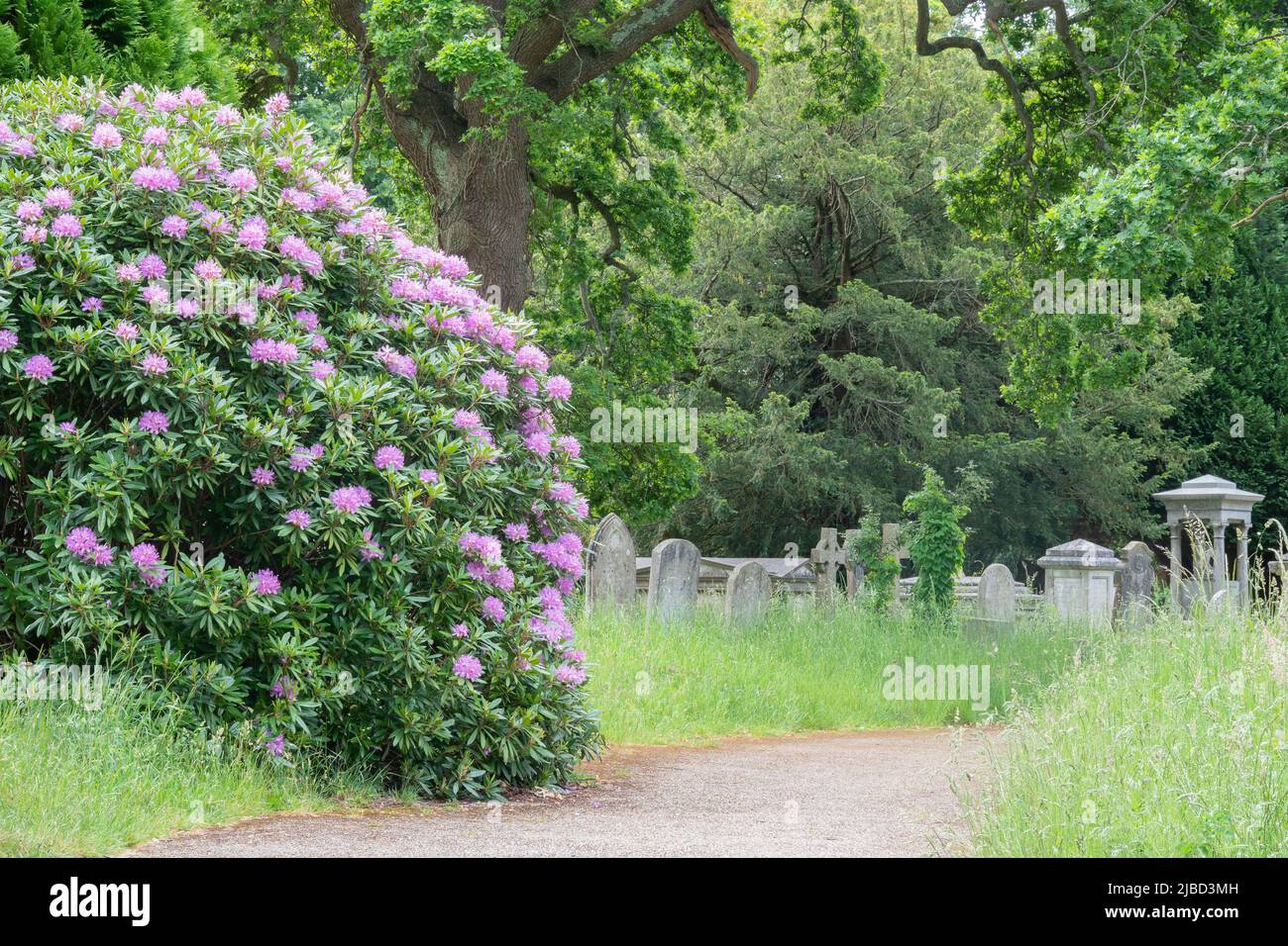 rhododendrons in Southampton Old Cemetery Stock Photo - Alamy