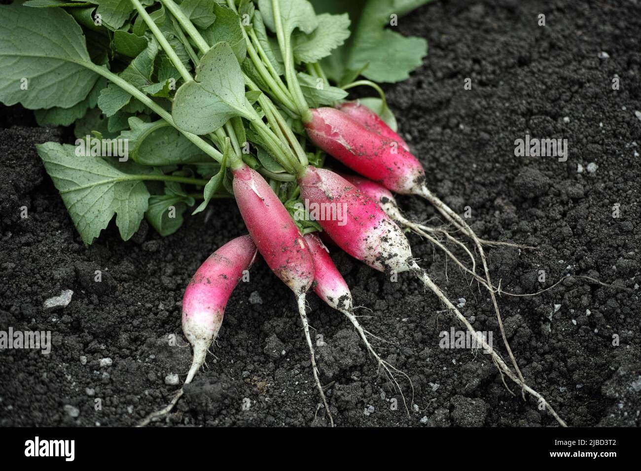 Freshly harvested red radishes lying on soil. Close up. Stock Photo