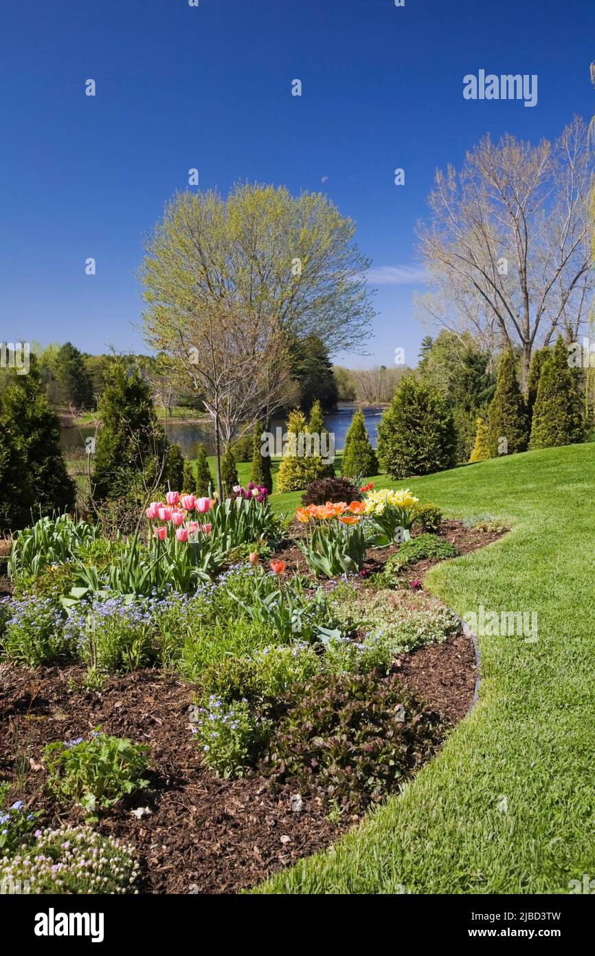 Border with mixed shrubs and orange and red Tulipa - Tulips, Thuja occidentalis - Cedar trees in sloped backyard garden in spring. Stock Photo